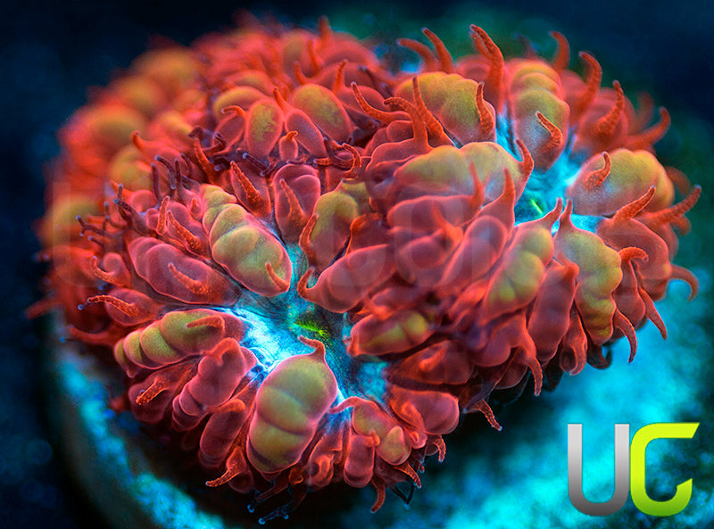 UC Blue Ravens Blastos