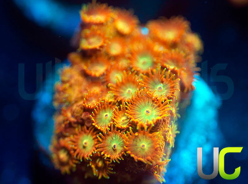 UC Circus Trip Cyphastrea