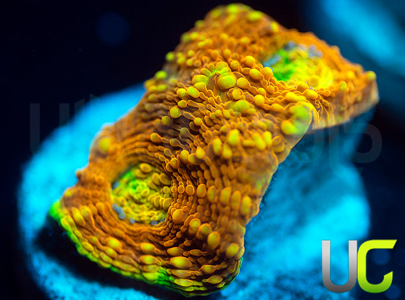 UC Orange Crush Echinata