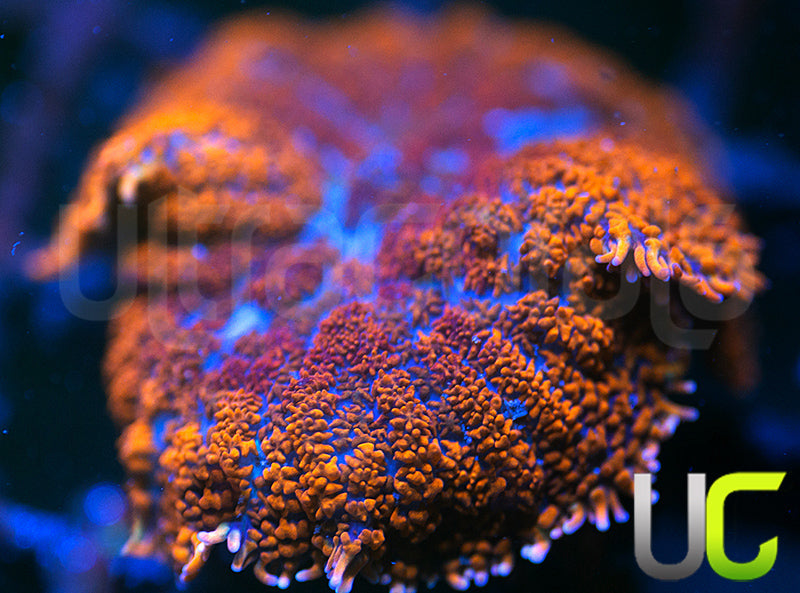 UC Hells Spells Mushroom