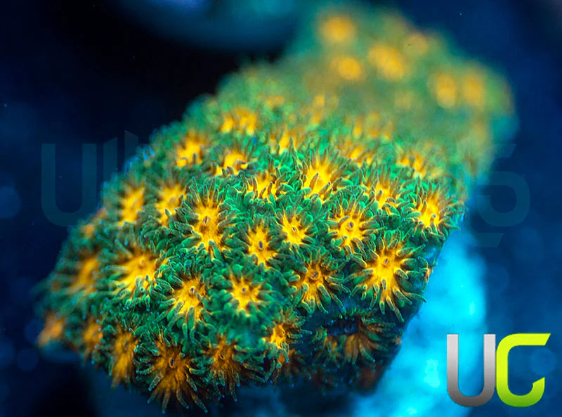 John Deere Leptastrea