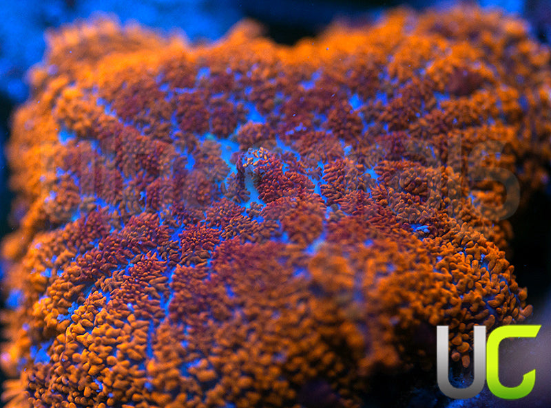 UC Hells Spells Mushroom