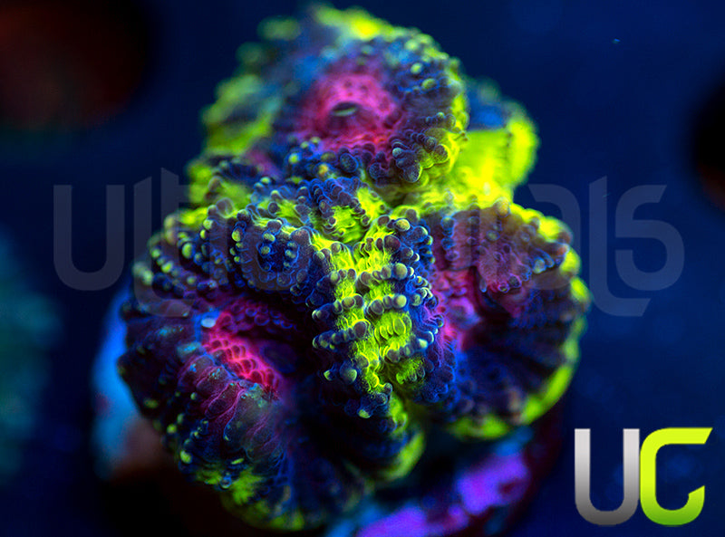 UC Legion of Doom Favia