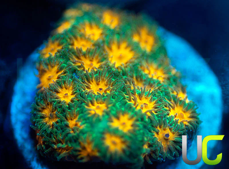 John Deere Leptastrea