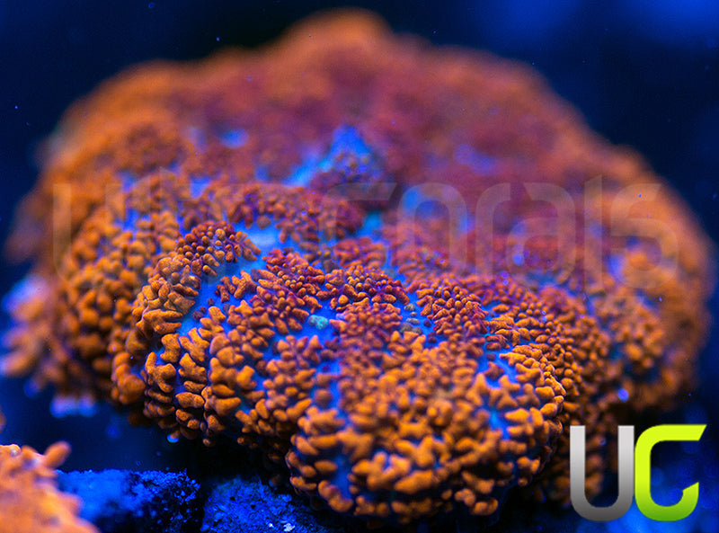 UC Hells Spells Mushroom