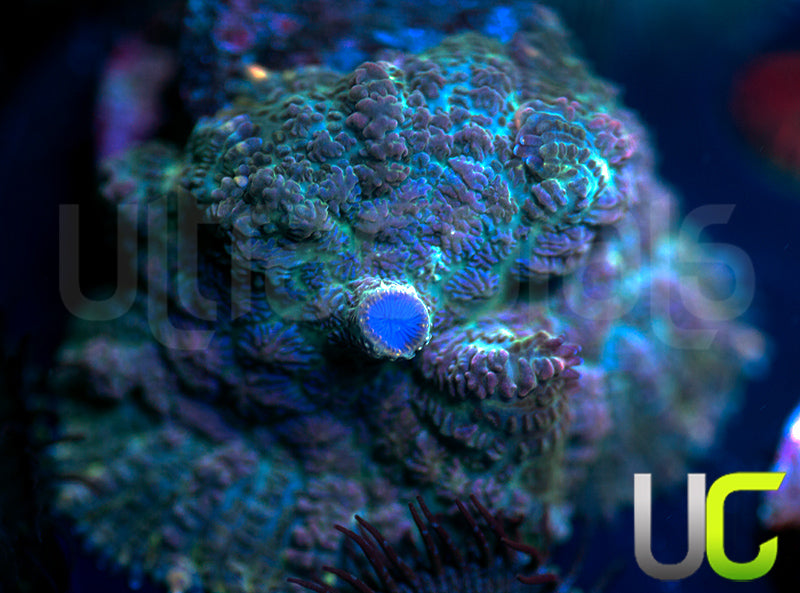 UC Purple Empress Mushroom