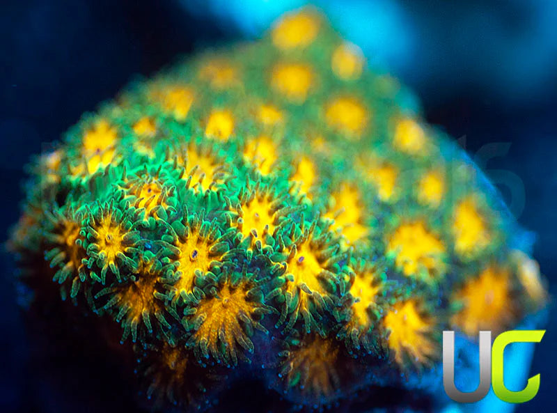 John Deere Leptastrea