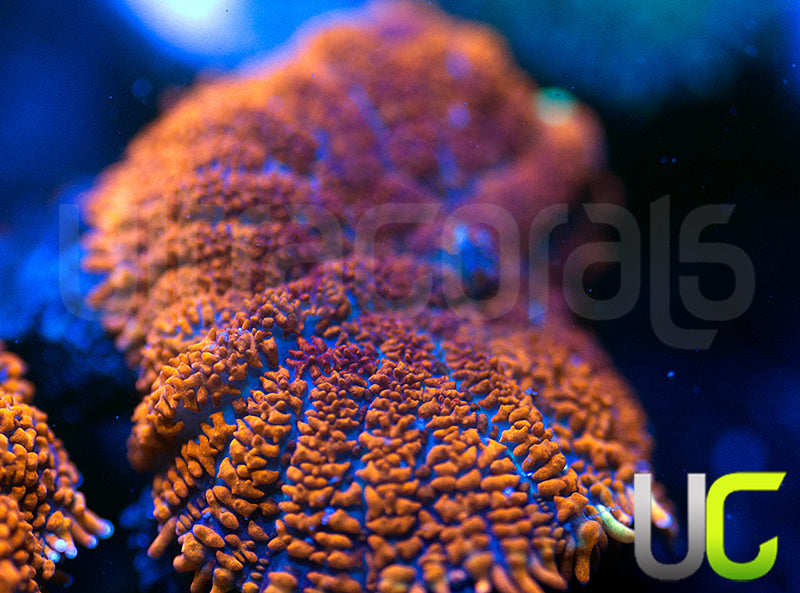 UC Hells Spells Mushroom