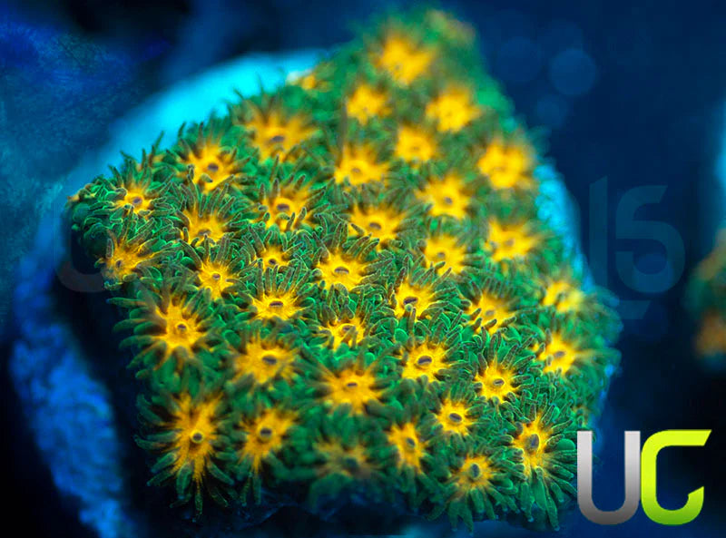 John Deere Leptastrea