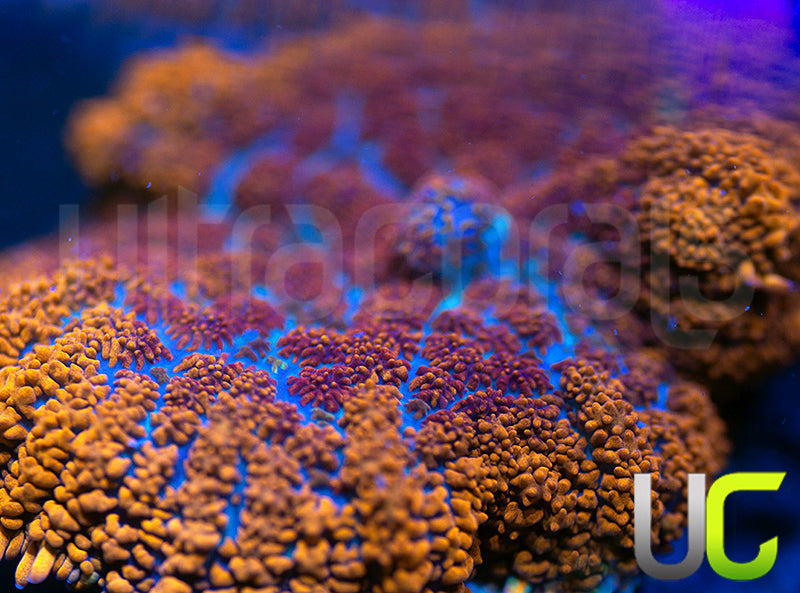 UC Hells Spells Mushroom