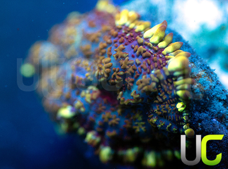 UC High Roller Mushroom