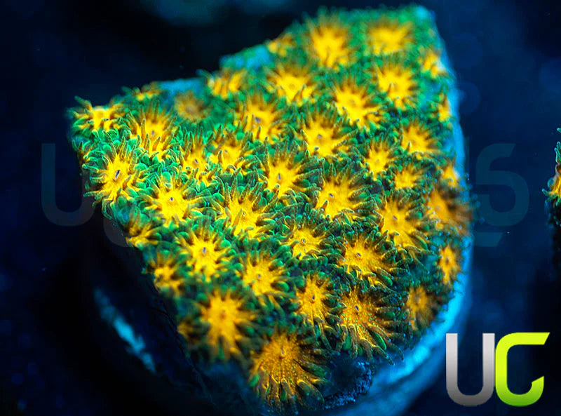 John Deere Leptastrea