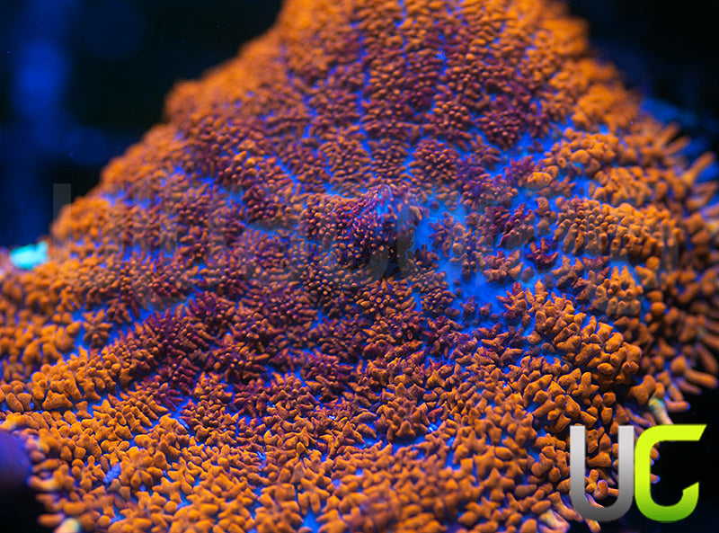 UC Hells Spells Mushroom