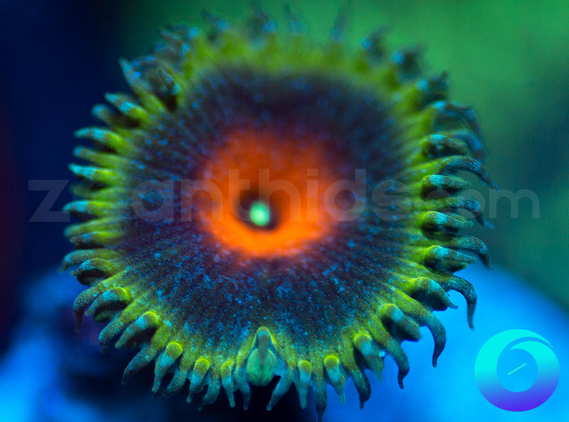 Captain America Proto