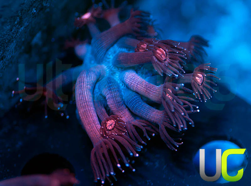 NEW RELEASE: UC Glitter Tip Goni