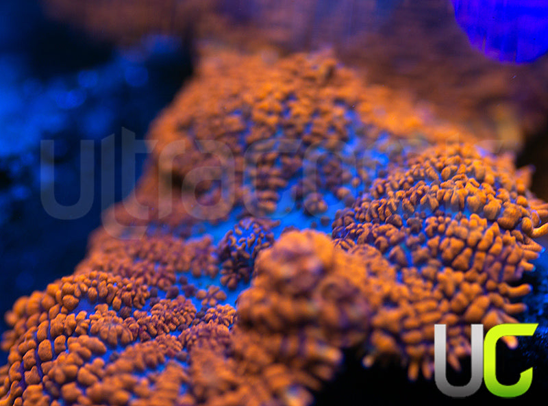 UC Hells Spells Mushroom