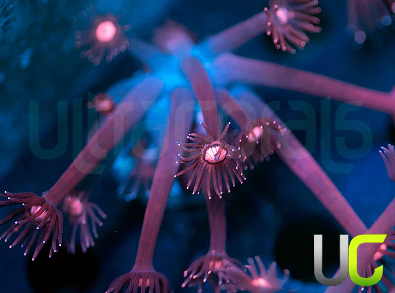 NEW RELEASE: UC Glitter Tip Goni