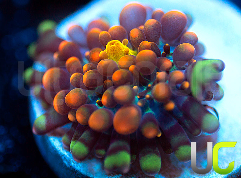 CC Godzilla X Yuma Ricordea