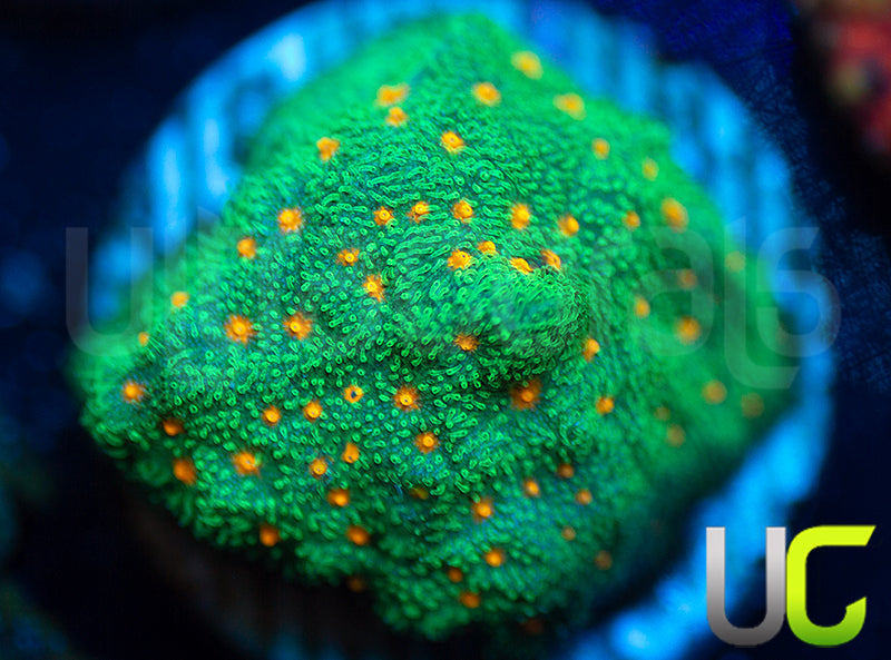 CC Smashing Pumpkins Psammocora