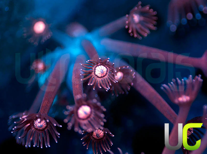 NEW RELEASE: UC Glitter Tip Goni