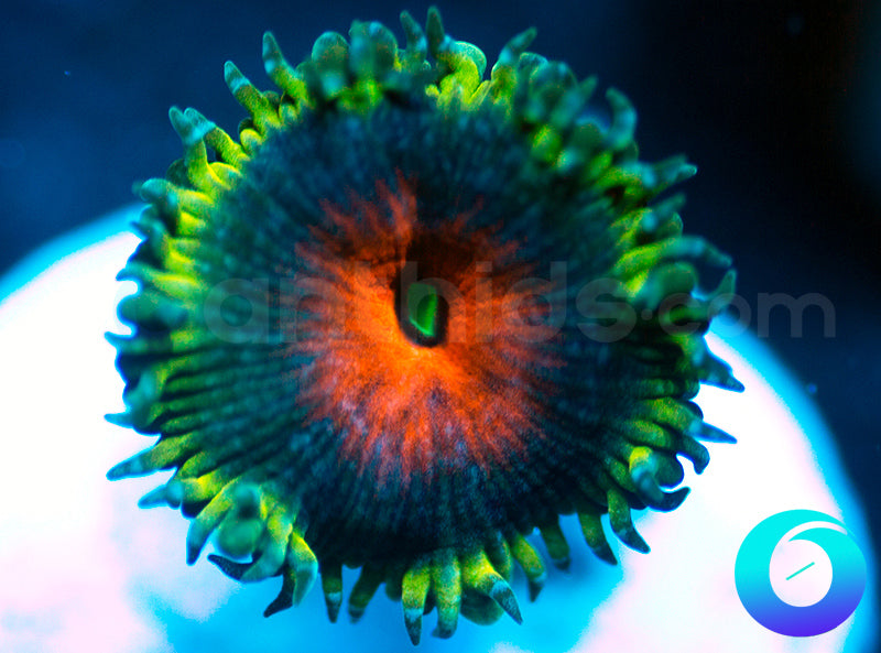 Captain America Proto