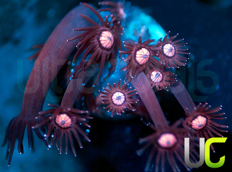 NEW RELEASE: UC Glitter Tip Goni