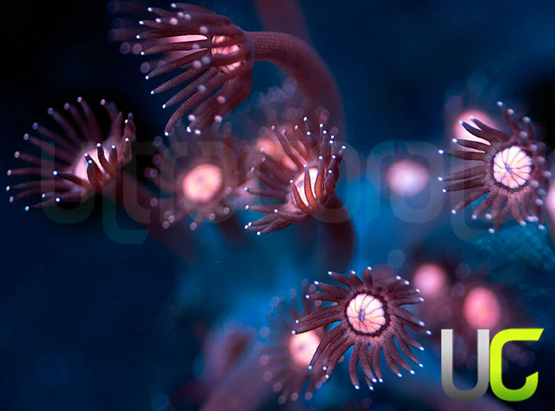 NEW RELEASE: UC Glitter Tip Goni