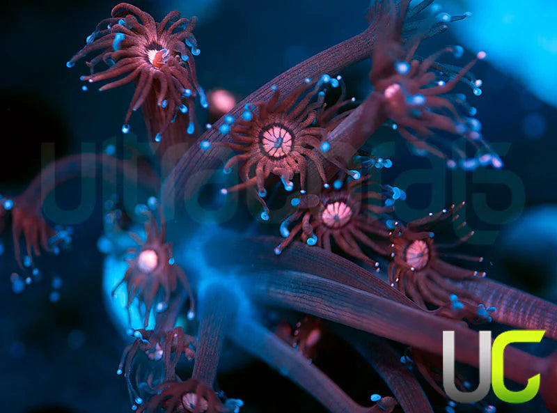 NEW RELEASE: UC Glitter Tip Goni