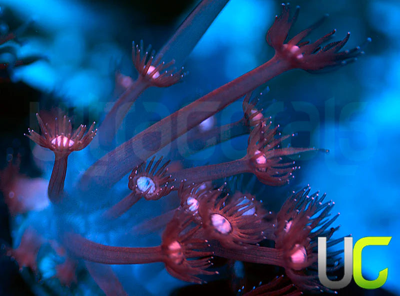 NEW RELEASE: UC Glitter Tip Goni