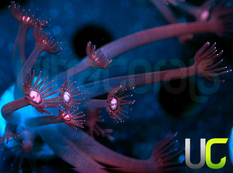 NEW RELEASE: UC Glitter Tip Goni