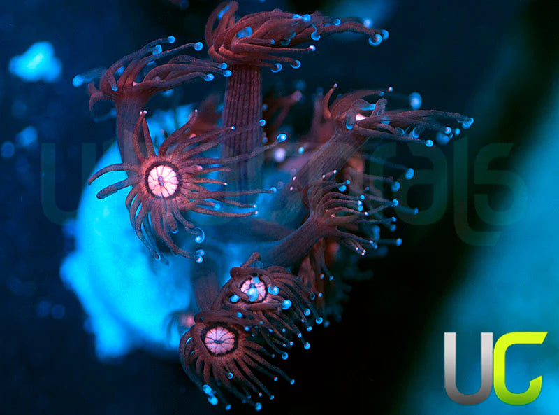 NEW RELEASE: UC Glitter Tip Goni