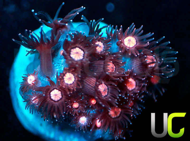 NEW RELEASE: UC Glitter Tip Goni