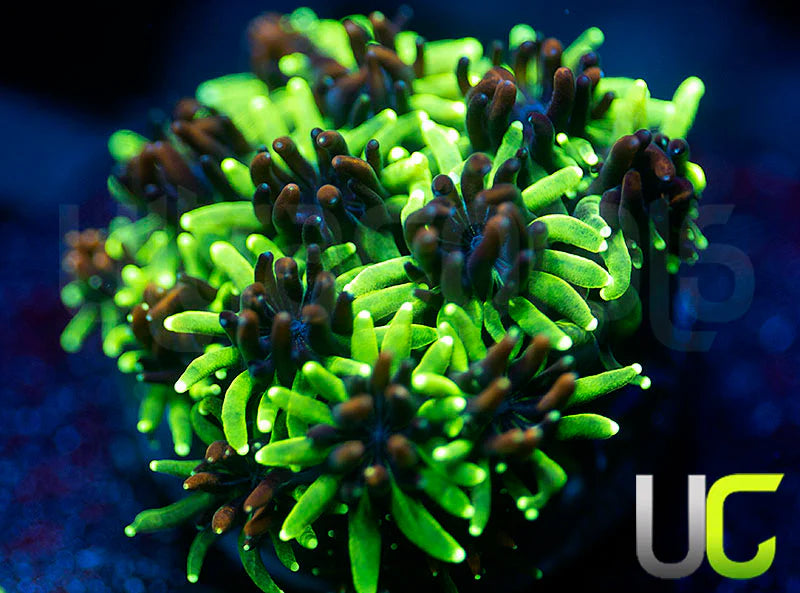 Sonic the Hedgehog Galaxia