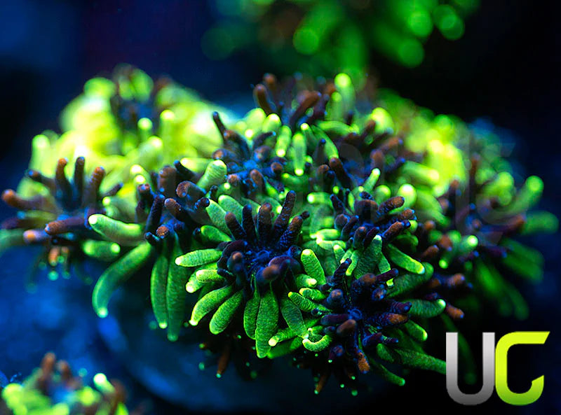 Sonic the Hedgehog Galaxia