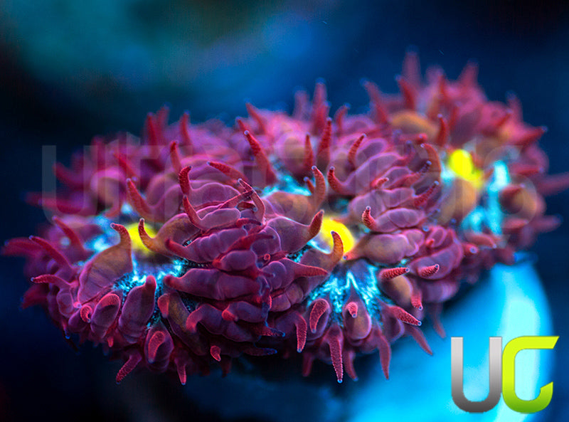 UC Boondocks Blastos