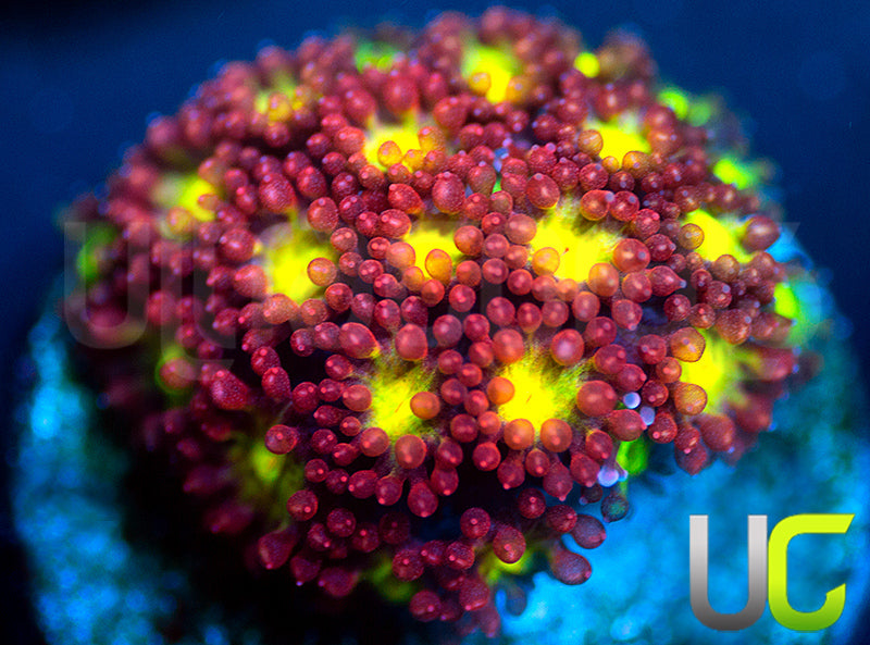 Party Crasher Micro Goni