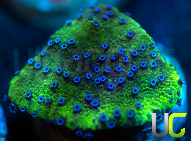 UC Blue Polka Dot Bikini Monti