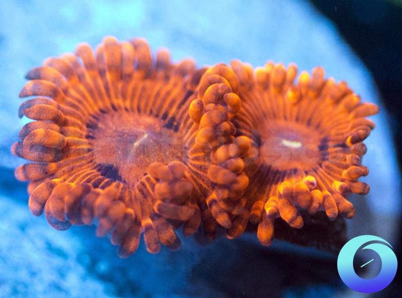 Valentine's Day Massacre