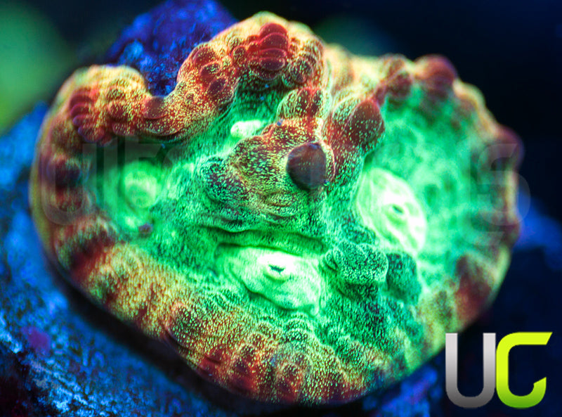 JF Psycho Rainbow Rim Favia