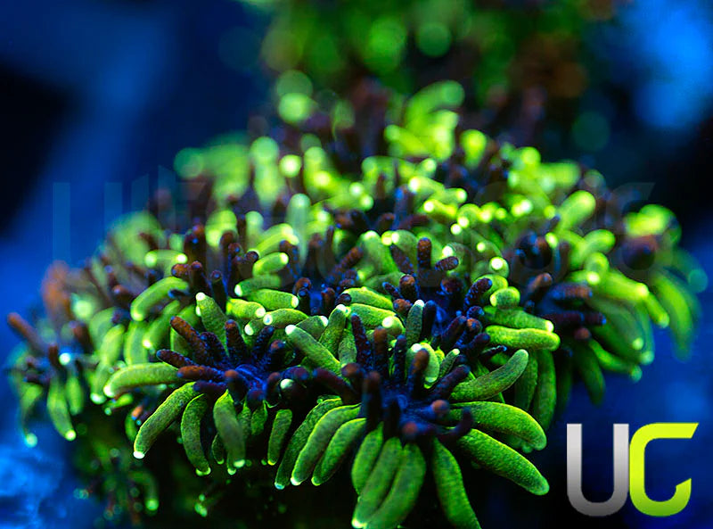 Sonic the Hedgehog Galaxia