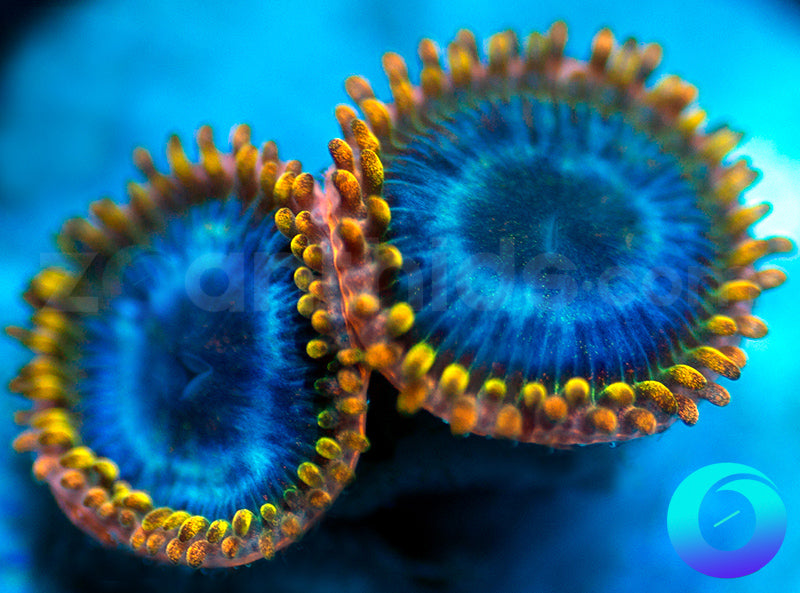 NEW RELEASE: Tricked Out