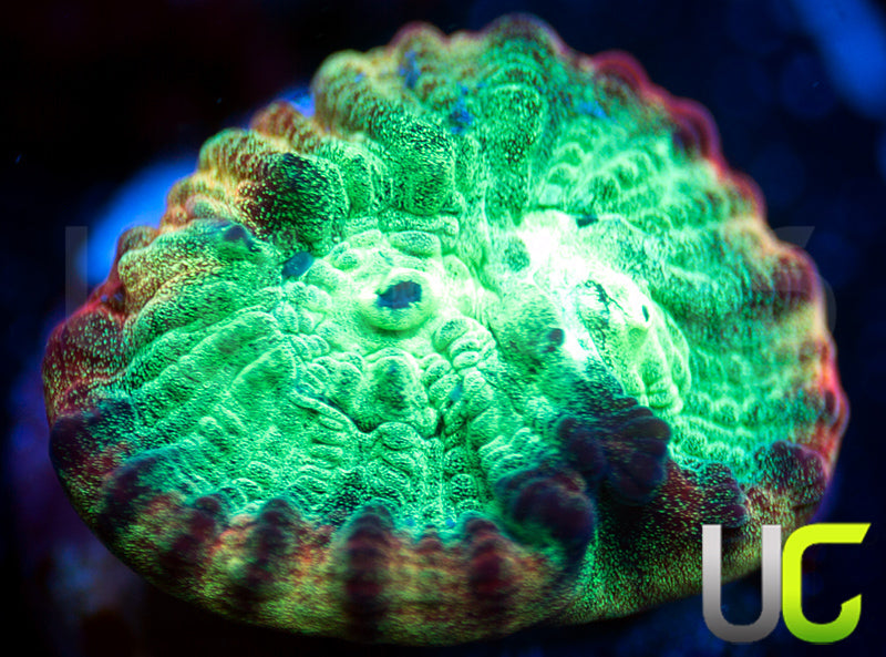 JF Psycho Rainbow Rim Favia