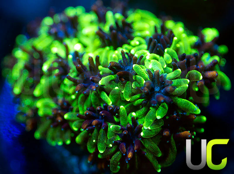 Sonic the Hedgehog Galaxia