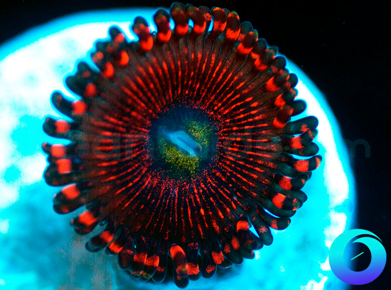 NEW RELEASE: Whiplash