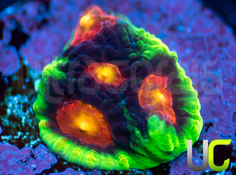 UC Ring Leader Favites