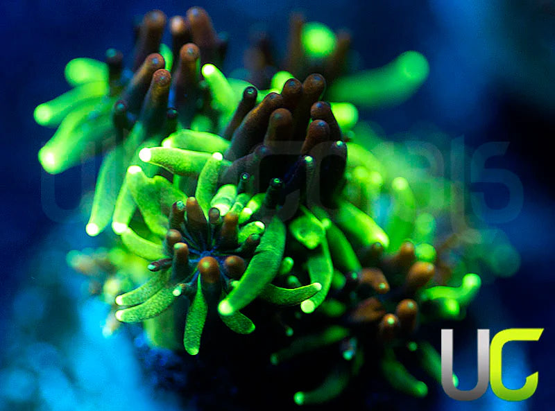 Sonic the Hedgehog Galaxia