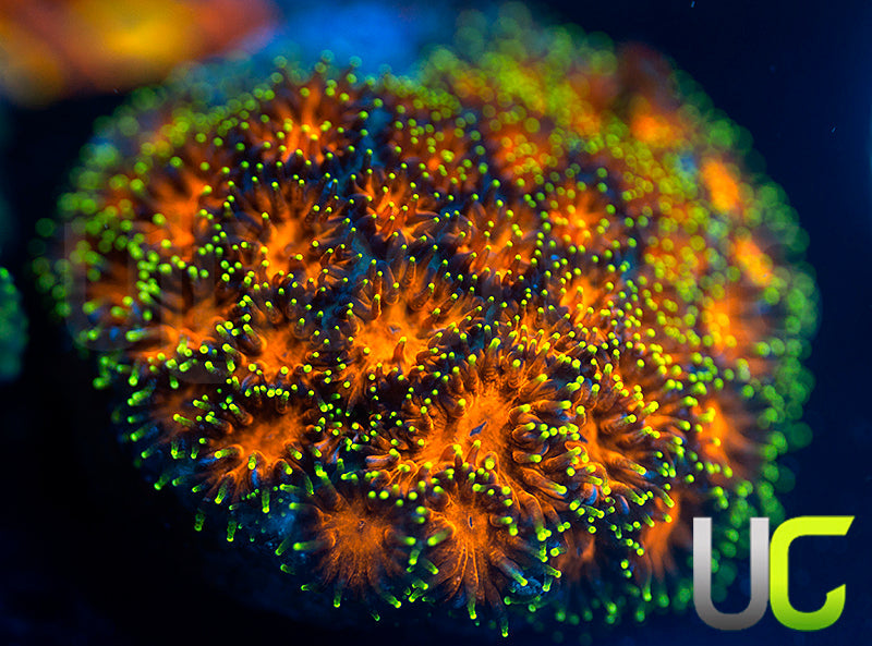 UC Lightning Tip Leptastrea