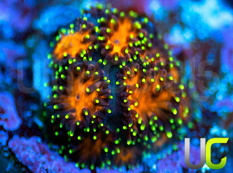 UC Lightning Tip Leptastrea