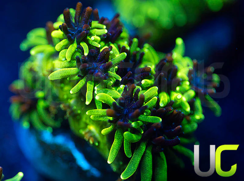 Sonic the Hedgehog Galaxia