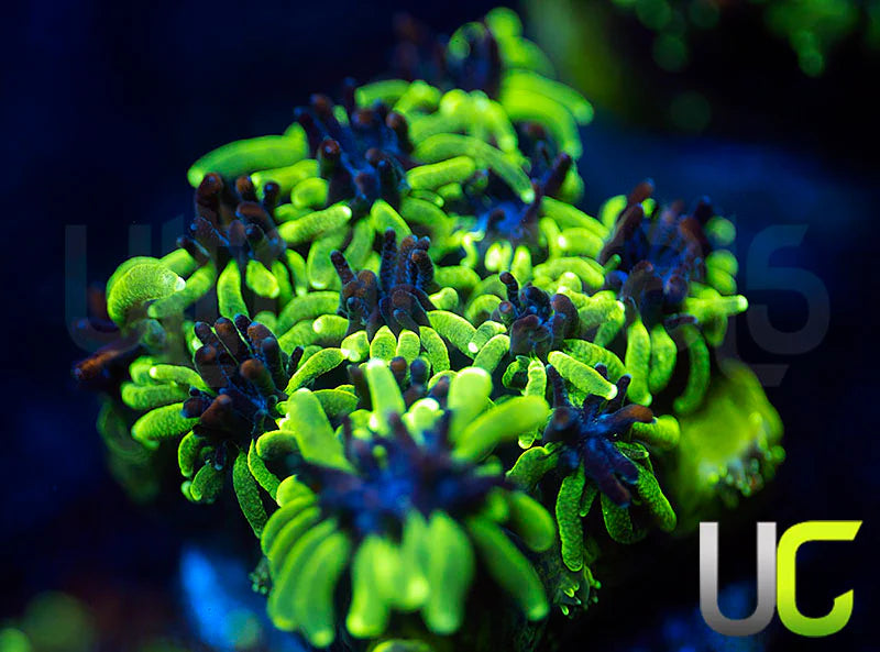 Sonic the Hedgehog Galaxia